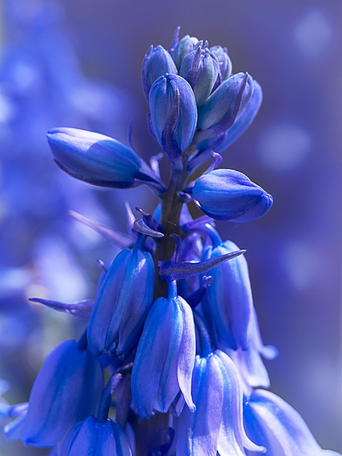 QUANTUM macro, nature, blue, natura, flora, plant