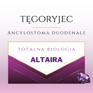tĘgoryjec – ancilostoma